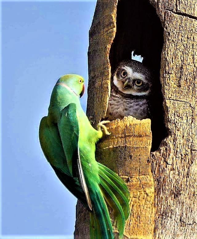 Owl & Parrot Blank Meme Template