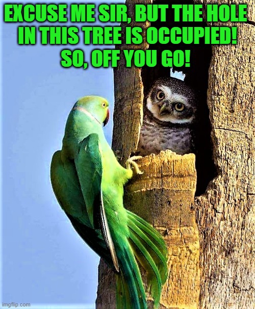 owl & parrot |  EXCUSE ME SIR, BUT THE HOLE 
IN THIS TREE IS OCCUPIED!
SO, OFF YOU GO! | image tagged in funny animal meme,owl,parrot,hole,tree,occupied | made w/ Imgflip meme maker