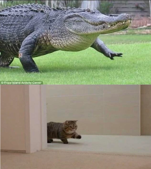 Crocodile and cat walking Blank Meme Template