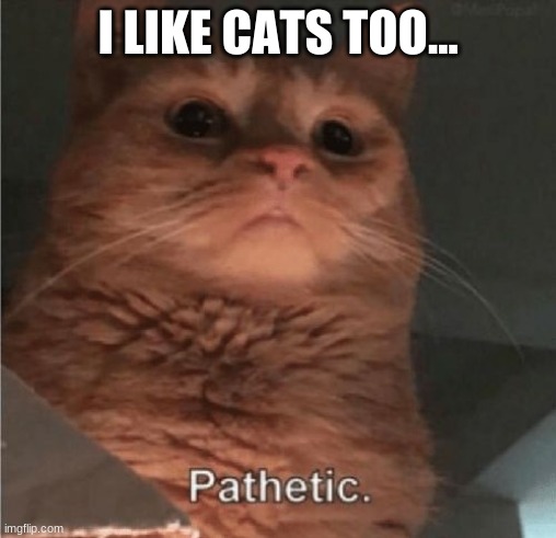 Pathetic Cat | I LIKE CATS TOO... | image tagged in pathetic cat | made w/ Imgflip meme maker