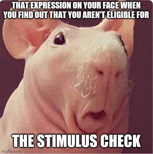 HUH? | THAT EXPRESSION ON YOUR FACE WHEN YOU FIND OUT THAT YOU AREN'T ELIGIBLE FOR; THE STIMULUS CHECK | image tagged in not sure if | made w/ Imgflip meme maker