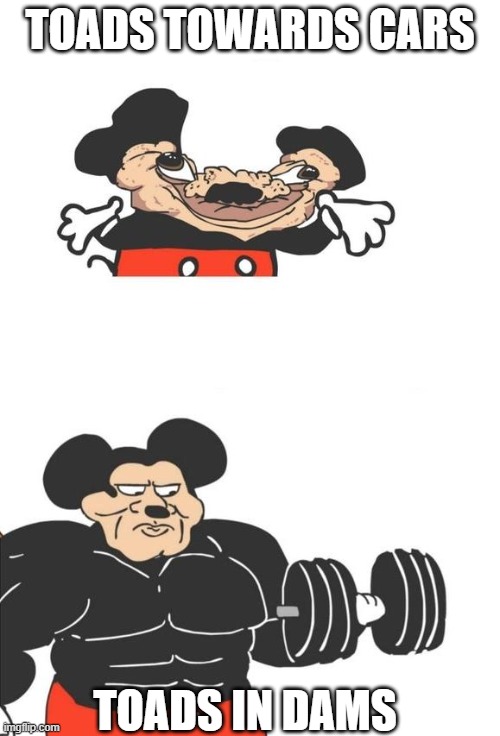 Buff Mickey Mouse | TOADS TOWARDS CARS; TOADS IN DAMS | image tagged in buff mickey mouse | made w/ Imgflip meme maker