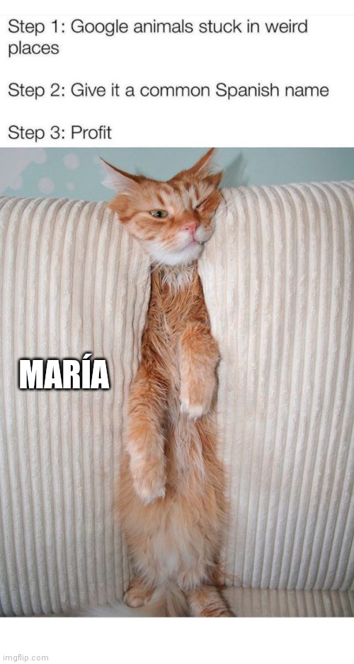 María | MARÍA | image tagged in blank white template,maria,cat,upvotes,oh wow are you actually reading these tags,stop reading the tags | made w/ Imgflip meme maker