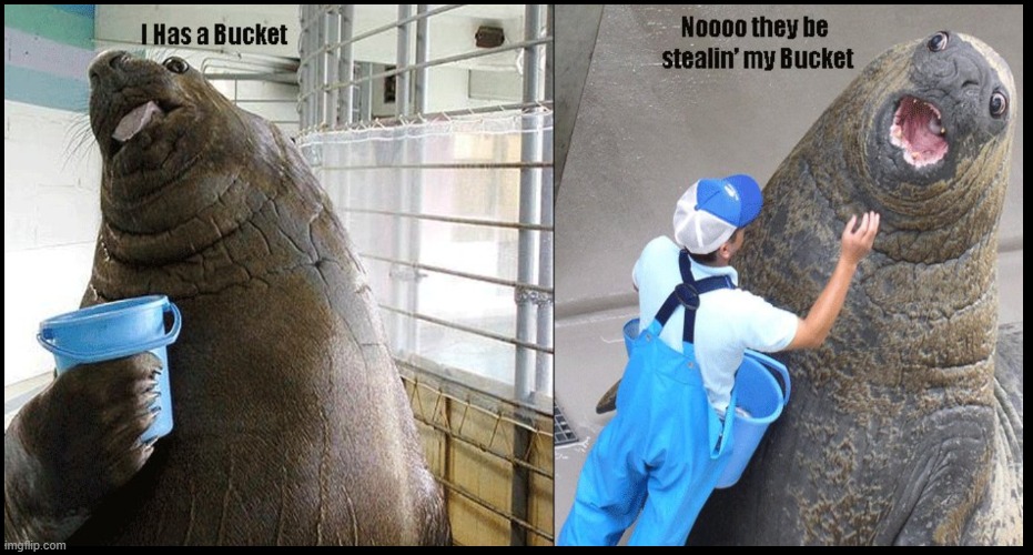 bucket seal | image tagged in bucket seal | made w/ Imgflip meme maker