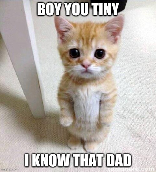 Cute Cat Meme | BOY YOU TINY; I KNOW THAT DAD | image tagged in memes,cute cat | made w/ Imgflip meme maker