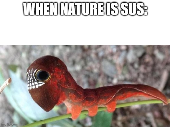 Amogus Caterpillar | WHEN NATURE IS SUS: | image tagged in among us,amogus,caterpillar,crewmate | made w/ Imgflip meme maker