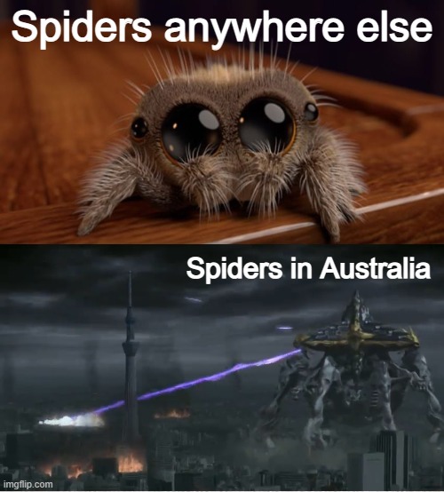 spiders be like | Spiders anywhere else; Spiders in Australia | image tagged in australia | made w/ Imgflip meme maker