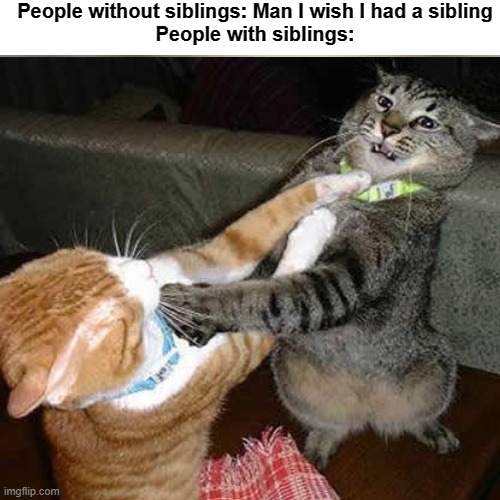 Fighting Cats | People without siblings: Man I wish I had a sibling
People with siblings: | image tagged in funny cats | made w/ Imgflip meme maker