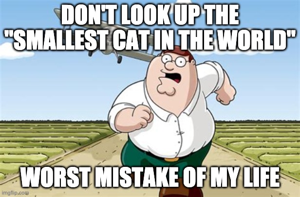 JUST DON'T | DON'T LOOK UP THE "SMALLEST CAT IN THE WORLD"; WORST MISTAKE OF MY LIFE | image tagged in worst mistake of my life | made w/ Imgflip meme maker
