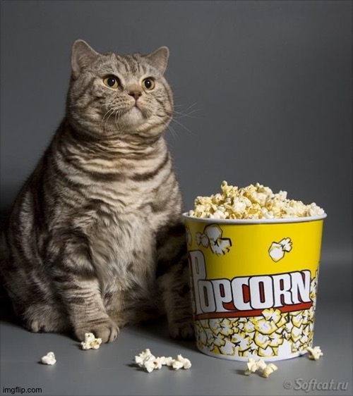 Cat eating popcorn | image tagged in cat eating popcorn | made w/ Imgflip meme maker