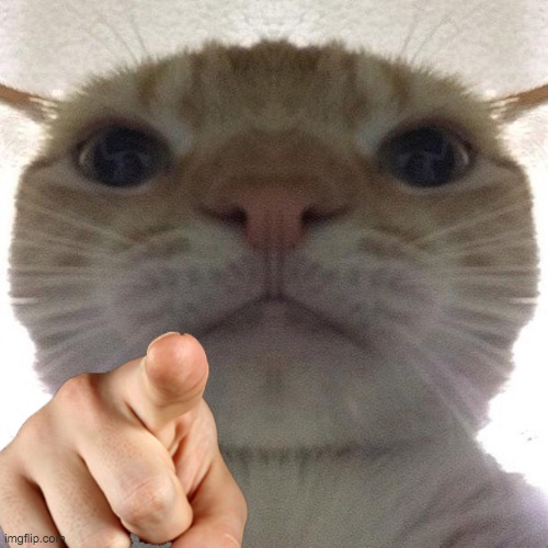 Cat point at you | image tagged in cat point at you | made w/ Imgflip meme maker
