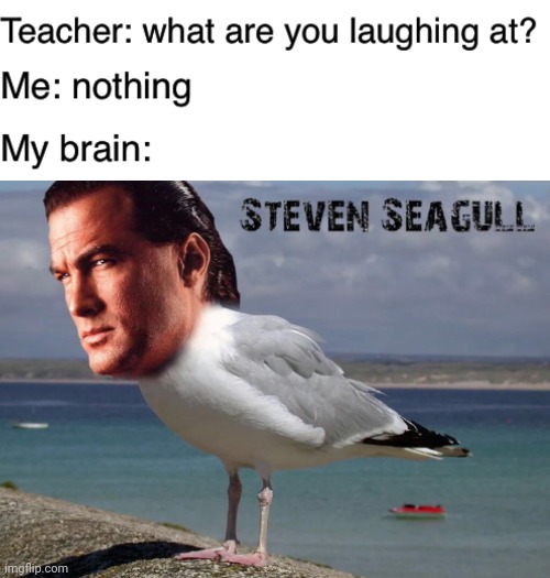 Steven Seagull | image tagged in teacher what are you laughing at,memes,funny,steven seagal | made w/ Imgflip meme maker