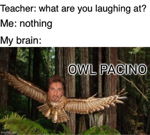 Owl Pacino | OWL PACINO | image tagged in teacher what are you laughing at,memes,funny,al pacino,lol | made w/ Imgflip meme maker