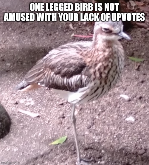 Y U no upvote him | ONE LEGGED BIRB IS NOT AMUSED WITH YOUR LACK OF UPVOTES | image tagged in memes | made w/ Imgflip meme maker