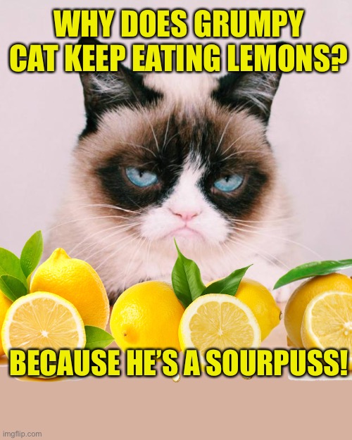Bad Pun Grumpy Cat | WHY DOES GRUMPY CAT KEEP EATING LEMONS? BECAUSE HE’S A SOURPUSS! | image tagged in grumpy cat again,bad pun cat,lemons,grumpy cat,bad pun grumpy cat | made w/ Imgflip meme maker