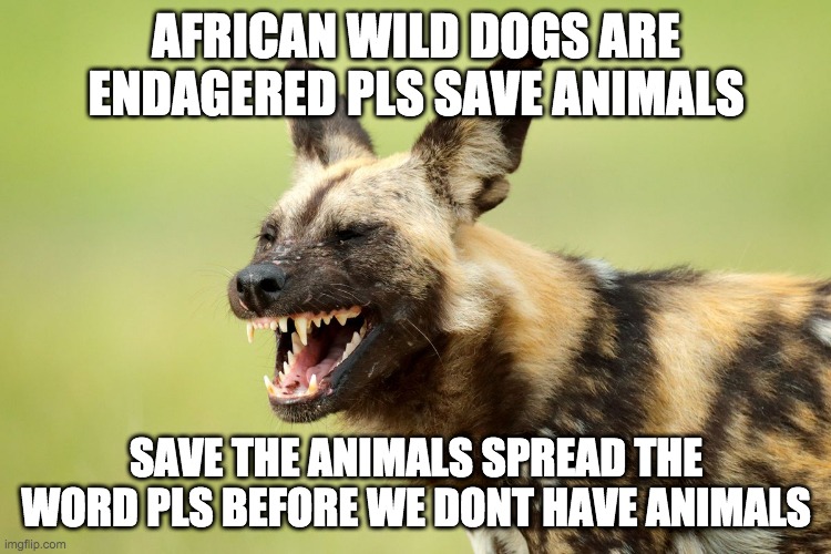 save animals | AFRICAN WILD DOGS ARE ENDAGERED PLS SAVE ANIMALS; SAVE THE ANIMALS SPREAD THE WORD PLS BEFORE WE DONT HAVE ANIMALS | image tagged in save the earth | made w/ Imgflip meme maker