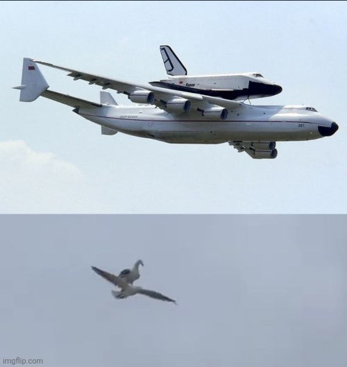 Antonov vs Seagull | image tagged in mouette,avion | made w/ Imgflip meme maker
