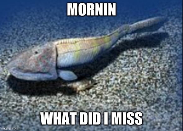 Hemicyclaspis | MORNIN; WHAT DID I MISS | image tagged in hemicyclaspis | made w/ Imgflip meme maker