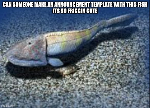 OH LAWDY HE FISHE | CAN SOMEONE MAKE AN ANNOUNCEMENT TEMPLATE WITH THIS FISH
ITS SO FRIGGIN CUTE | image tagged in hemicyclaspis | made w/ Imgflip meme maker
