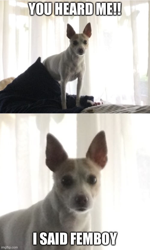 Heaven’s dog - You Wot m8 | YOU HEARD ME!! I SAID FEMBOY | image tagged in heaven s dog - you wot m8 | made w/ Imgflip meme maker