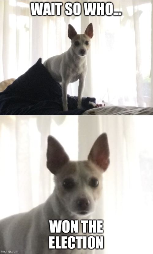 Heaven’s dog - You Wot m8 | WAIT SO WHO... WON THE ELECTION | image tagged in heaven s dog - you wot m8 | made w/ Imgflip meme maker