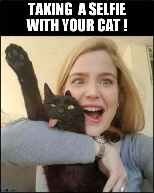 Feline Photography ! | TAKING  A SELFIE WITH YOUR CAT ! | image tagged in cats,photography,selfie | made w/ Imgflip meme maker