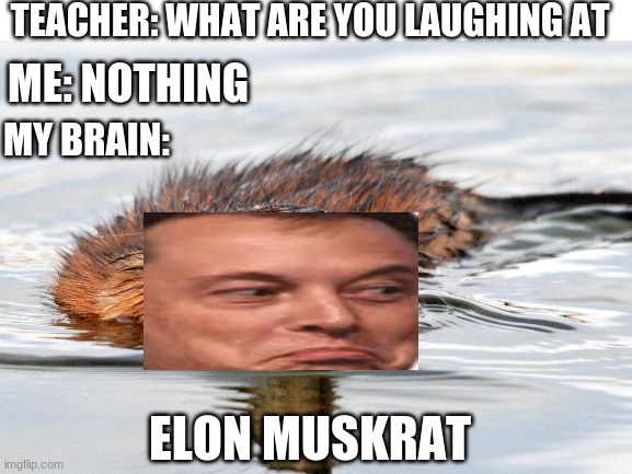 elon muskrat | TEACHER: WHAT ARE YOU LAUGHING AT; ME: NOTHING; MY BRAIN:; ELON MUSKRAT | image tagged in blank white template,memes,funny,elon musk | made w/ Imgflip meme maker