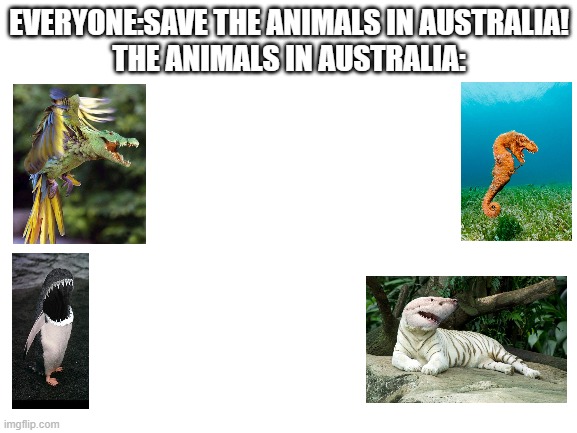 Sorry for the bad organization | EVERYONE:SAVE THE ANIMALS IN AUSTRALIA!
THE ANIMALS IN AUSTRALIA: | image tagged in blank white template | made w/ Imgflip meme maker