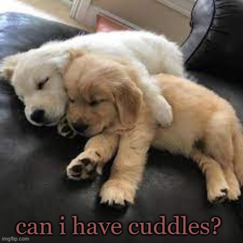 Doggos cuddling | can i have cuddles? | image tagged in doggos cuddling | made w/ Imgflip meme maker