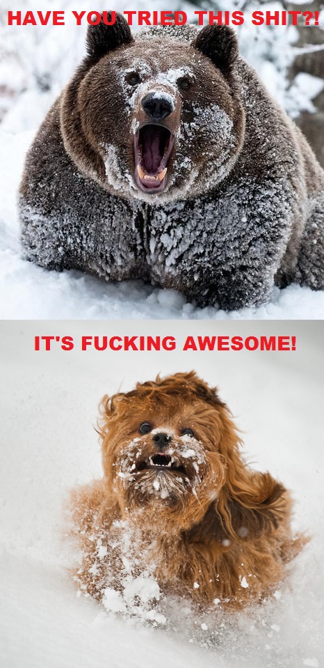 image tagged in funny,memes