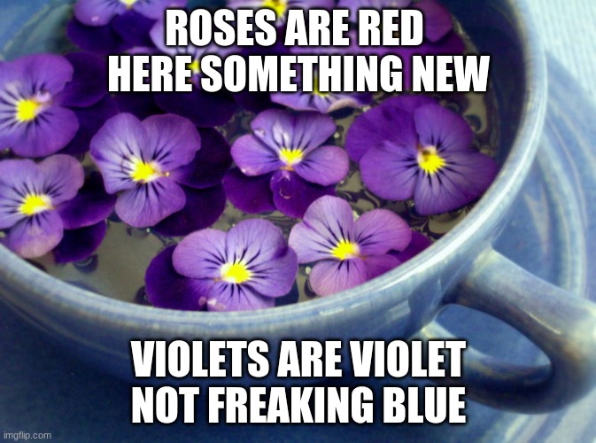 VioletsTeaCup | ROSES ARE RED 
HERE SOMETHING NEW; VIOLETS ARE VIOLET
NOT FREAKING BLUE | image tagged in violetsteacup | made w/ Imgflip meme maker