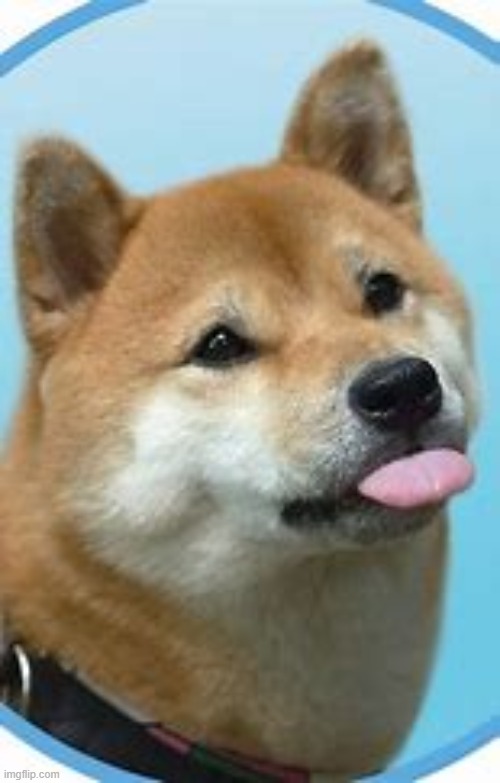Happi doggo | image tagged in happi doggo | made w/ Imgflip meme maker