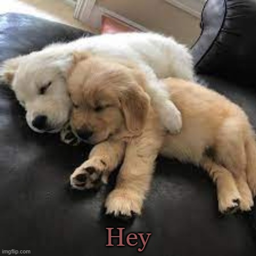 Doggos cuddling | Hey | image tagged in doggos cuddling | made w/ Imgflip meme maker