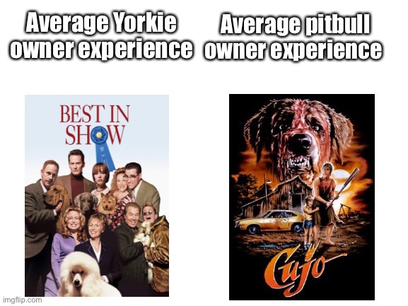 Pitbulls vs. yorkies | Average Yorkie owner experience; Average pitbull owner experience | image tagged in blank white template | made w/ Imgflip meme maker