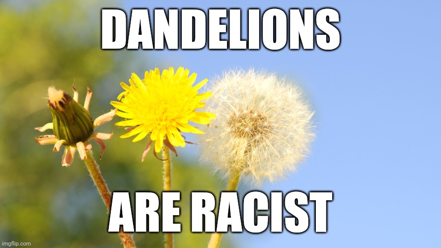 dandelions matter | DANDELIONS; ARE RACIST | image tagged in dandelion,flower,rights,white,woke | made w/ Imgflip meme maker