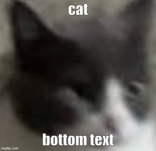 cat | cat; bottom text | image tagged in funny memes | made w/ Imgflip meme maker
