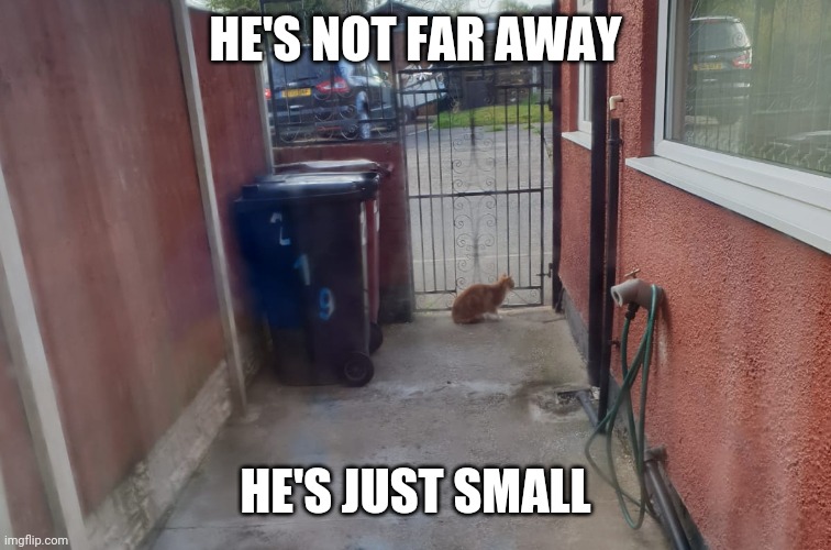 Small far away | HE'S NOT FAR AWAY; HE'S JUST SMALL | image tagged in cat | made w/ Imgflip meme maker