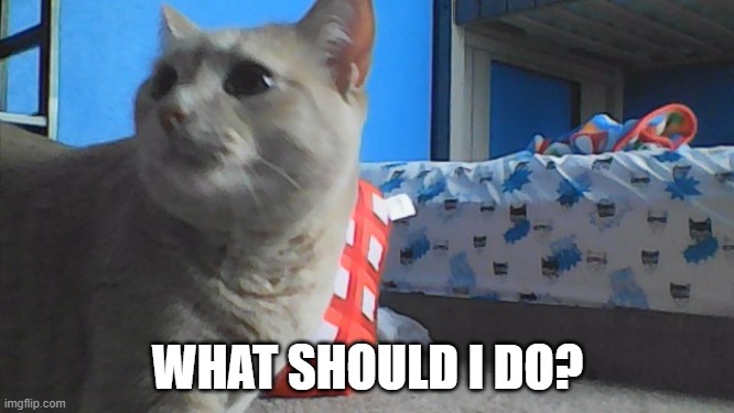 what should i do? | WHAT SHOULD I DO? | image tagged in nosey cat | made w/ Imgflip meme maker