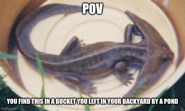boomerang boi (B | POV; YOU FIND THIS IN A BUCKET YOU LEFT IN YOUR BACKYARD BY A POND | image tagged in diplocaulus | made w/ Imgflip meme maker