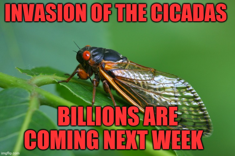 Cicada DGAF | INVASION OF THE CICADAS; BILLIONS ARE COMING NEXT WEEK | image tagged in cicada dgaf | made w/ Imgflip meme maker