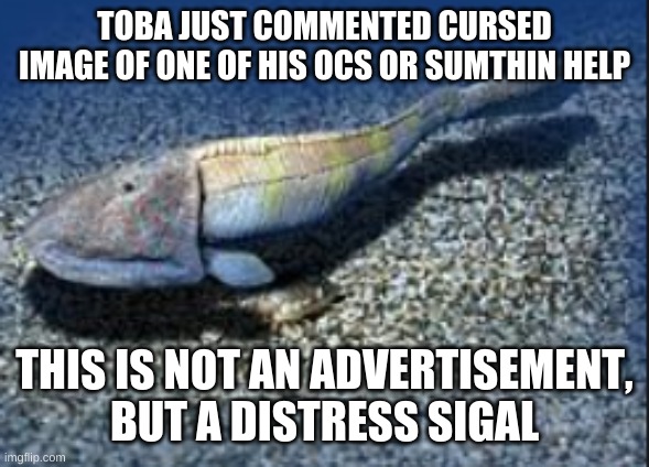 TOBA WHY | TOBA JUST COMMENTED CURSED IMAGE OF ONE OF HIS OCS OR SUMTHIN HELP; THIS IS NOT AN ADVERTISEMENT, BUT A DISTRESS SIGAL | image tagged in hemicyclaspis | made w/ Imgflip meme maker