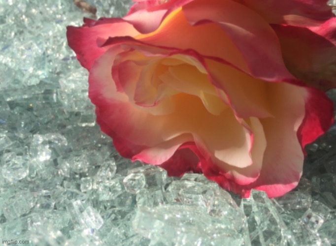 A rose and our patio window | image tagged in window,rose,flower | made w/ Imgflip meme maker