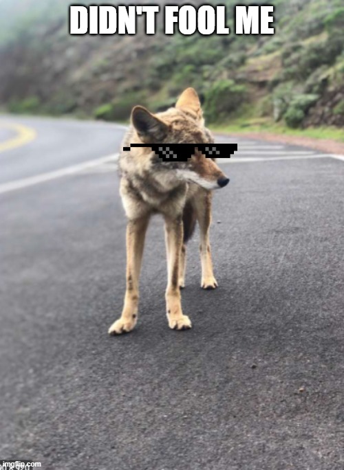 Road Coyote | DIDN'T FOOL ME | image tagged in road coyote | made w/ Imgflip meme maker