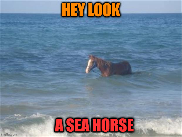 HEY LOOK; A SEA HORSE | image tagged in eyeroll | made w/ Imgflip meme maker