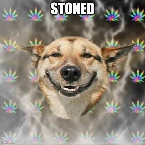 Stoner Dog | STONED | image tagged in memes,stoner dog | made w/ Imgflip meme maker