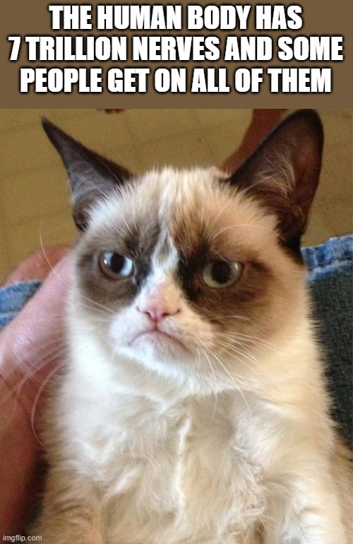Grumpy Cat Meme | THE HUMAN BODY HAS 7 TRILLION NERVES AND SOME PEOPLE GET ON ALL OF THEM | image tagged in memes,grumpy cat | made w/ Imgflip meme maker