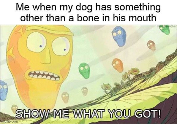 Show me what you got | Me when my dog has something other than a bone in his mouth | image tagged in show me what you got | made w/ Imgflip meme maker