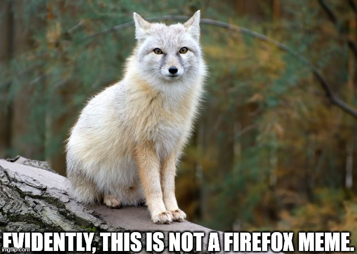 Vulpes Corsac | EVIDENTLY, THIS IS NOT A FIREFOX MEME. | image tagged in fox,not a meme,firefox | made w/ Imgflip meme maker