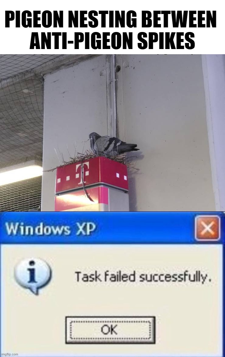 PIGEON NESTING BETWEEN 
ANTI-PIGEON SPIKES | image tagged in task failed successfully,pigeon | made w/ Imgflip meme maker