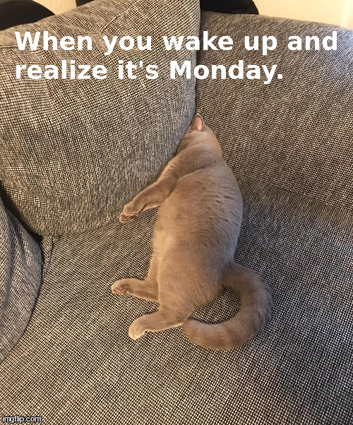 Who's with me? | image tagged in i hate mondays,monday mornings,mondays,monday face,fun,memes | made w/ Imgflip meme maker